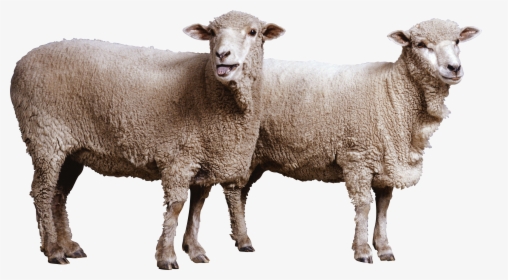 Sheep Png Image, Transparent Png, Transparent PNG