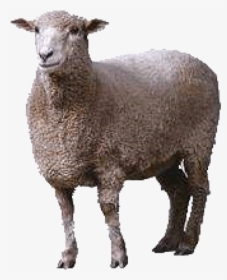 Sheep Png Free Download - Animals, Transparent Png, Transparent PNG