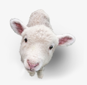 Lamb Png Picture - Lamb Png, Transparent Png, Transparent PNG