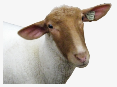 Sheep Head Png Image - Sheep Head Transparent Background, Png Download, Transparent PNG