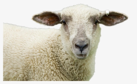 Sheep Png Image - جنین دو رگه انسان و حیوان, Transparent Png, Transparent PNG