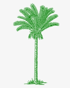 Tree Clipart V Shaped - Date Palm Tree Drawing, HD Png Download, Transparent PNG