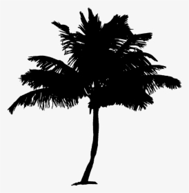 Palm Tree Coconut Palm Tree Tree Free Picture - Black And White Transparent Image Palm Trees, HD Png Download, Transparent PNG