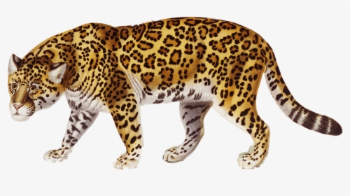 Claw Scratch Clipart Jaguar - Jaguar Clipart, HD Png Download, Transparent PNG