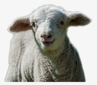 Sheep Png Image - Sheep, Transparent Png, Transparent PNG