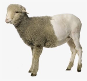 Sheep Png Free Download - Sheep Hd Transparent, Png Download, Transparent PNG