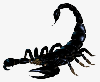 Black Scorpio Png Pic - Скорпион Пнг, Transparent Png, Transparent PNG