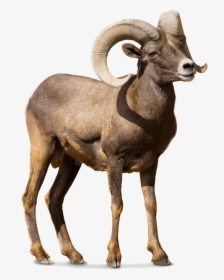 Barbary Sheep Argali Goat Cattle - Bighorn Sheep No Background, HD Png Download, Transparent PNG