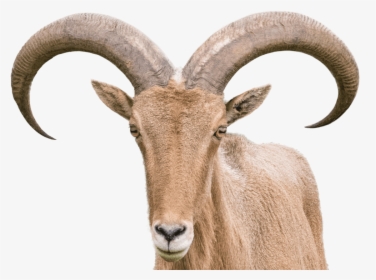 Barbary Sheep - Sheep With Horns Png, Transparent Png, Transparent PNG