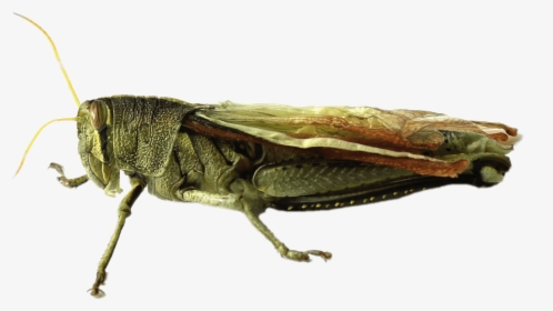 Locust - Grasshopper Gafanhoto Png, Transparent Png, Transparent PNG