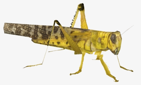 Transparent Cricket Bug Png - Yellow Locust Transparent, Png Download, Transparent PNG
