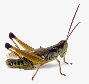 Transparent Grasshopper Png - Png Realistic Transparent, Png Download, Transparent PNG