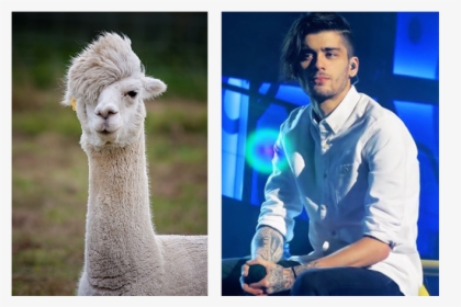 Llama Zayn - Nick Riewoldt Llama, HD Png Download, Transparent PNG