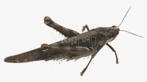 Winged Insect,arthropod,cricket - Locust, HD Png Download, Transparent PNG