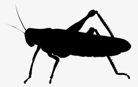 Transparent Locust Clipart, Locust Png Image - Belalang Vector Png, Png Download, Transparent PNG