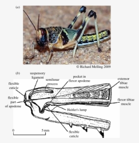 Locust And (b) The Simplified Internal Anatomy Of Its - Anatomy Of A Locust, HD Png Download, Transparent PNG