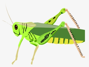 Locust Clipart Grasshopper Wing - Grasshopper Clip Art, HD Png Download, Transparent PNG