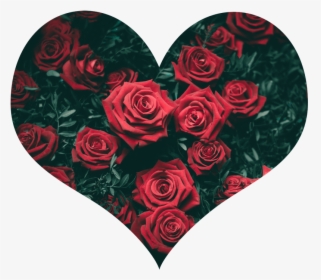 Valentines Roses - Flower Rose, HD Png Download, Transparent PNG
