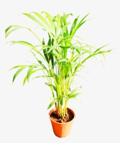 Beautiful Plants Png, Transparent Png, Transparent PNG