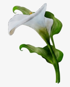 Arum Lilies Leaf Plant Stem Plants Lily M - Giant White Arum Lily, HD Png Download, Transparent PNG