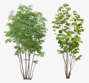 Tree Plant Png, Transparent Png, Transparent PNG