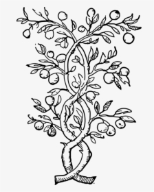 Plants Climbers Vines Black And White Leaves Stems - Climbers Clipart Black And White, HD Png Download, Transparent PNG