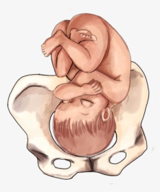 Clipart Baby Womb - 3rd Trimester Baby Positions, HD Png Download, Transparent PNG