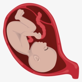 Embryo Cartoon, HD Png Download, Transparent PNG