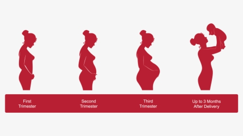 First Trimester In Pregnancy, HD Png Download, Transparent PNG