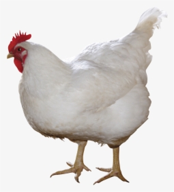 White Chicken Png Image - Chicken Png, Transparent Png, Transparent PNG