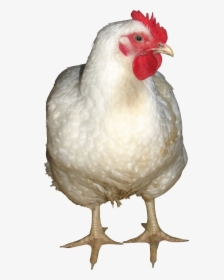 Chicken Png Images, Free Chicken Picture Download - Chicken Png, Transparent Png, Transparent PNG