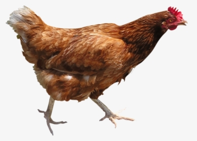Chicken Png Image - Chicken Png, Transparent Png, Transparent PNG