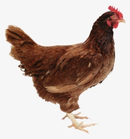 Transparent Chicken Head Png - Rhode Island Red Chicken Png, Png Download, Transparent PNG