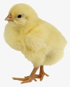 Chicken Meat Duck Infant - Chicken Png, Transparent Png, Transparent PNG