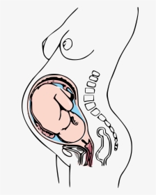 Third Trimester Pregnancy Clip Arts - Did You Give Birth, HD Png Download, Transparent PNG