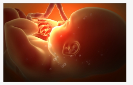 Prenatal Life, HD Png Download, Transparent PNG