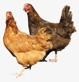 Chickens Png, Transparent Png, Transparent PNG