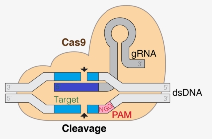 Grna Cas9 Colourfriendly - Crispr In Biotechnology, HD Png Download, Transparent PNG