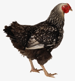 Black Walking Chicken Png Image - Chicken Icon, Transparent Png, Transparent PNG
