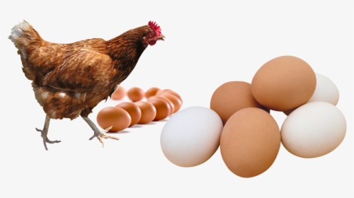 Transparent Poultry Png - Chicken Png, Png Download, Transparent PNG
