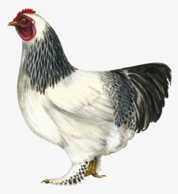 Hen Png Hd - Brahma Chicken Png, Transparent Png, Transparent PNG