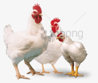 Chicken Image With Transparent - Broiler Poultry Png, Png Download, Transparent PNG