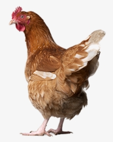 Chicken Png Icon - New Zealand Free Range Eggs, Transparent Png, Transparent PNG