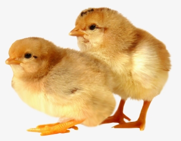 Baby Chicken Transparent Images - Baby Chick No Background, HD Png Download, Transparent PNG