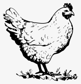 Chicken Svg Clip Arts - Chicken Black And White, HD Png Download, Transparent PNG