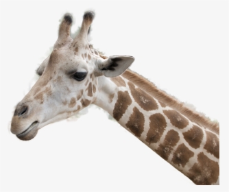 Giraffe Head Transparent Background, HD Png Download, Transparent PNG
