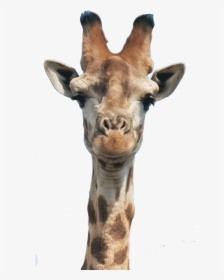 Giraffe Head, HD Png Download, Transparent PNG
