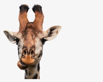 Giraffe, Head, Isolated, Eat, Chew, Funny, Fun, Mammal - Black And White Giraffes, HD Png Download, Transparent PNG