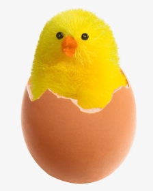Chicken In Broken Egg - Chicken In Egg Png, Transparent Png, Transparent PNG