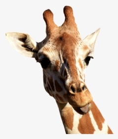 Giraffe, Cheeky, Stick Out Tongue, Funny, Cute, Animal - Teoria De Lamarck Maquetas, HD Png Download, Transparent PNG